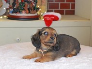 Kaninchen_Dachshund-0057