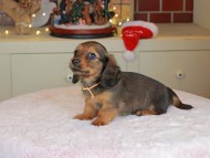 Kaninchen_Dachshund-0066