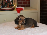 Kaninchen_Dachshund-0073