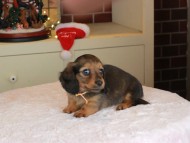 Kaninchen_Dachshund-0074