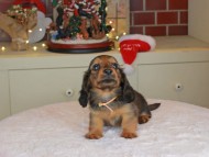 Kaninchen_Dachshund-0096