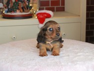 Kaninchen_Dachshund-0106