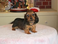 Kaninchen_Dachshund-0112