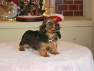 Kaninchen_Dachshund-0113