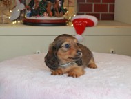 Kaninchen_Dachshund-0122