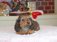 Kaninchen_Dachshund-0130 Kaninchen_Dachshund-0130