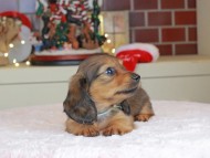 Kaninchen_Dachshund-0133