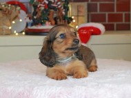 Kaninchen_Dachshund-0135