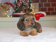 Kaninchen_Dachshund-0136