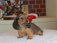 Kaninchen_Dachshund-0141