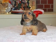 Kaninchen_Dachshund-0149