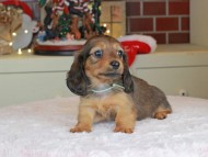 Kaninchen_Dachshund-0155