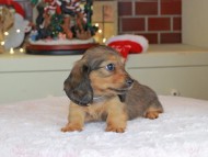 Kaninchen_Dachshund-0162