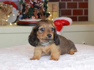 Kaninchen_Dachshund-0163 Kaninchen_Dachshund-0163