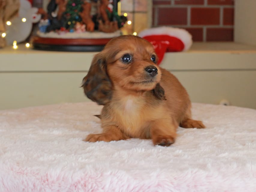 カニンヘンダックスフンド ミスト&竹千代の子犬 シェーデットレッド 女の子(3)Kaninchen_Dachshund-0170 カニンヘンダックスフンド ミスト&竹千代の子犬 シェーデットレッド 女の子(3)