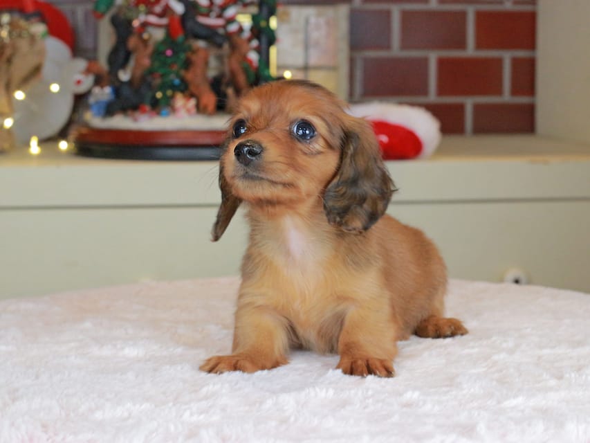 カニンヘンダックスフンド ミスト&竹千代の子犬 シェーデットレッド 女の子(3)Kaninchen_Dachshund-0175 カニンヘンダックスフンド ミスト&竹千代の子犬 シェーデットレッド 女の子(3)