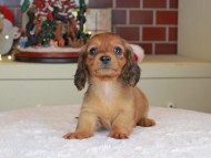 Kaninchen_Dachshund-0177 Kaninchen_Dachshund-0177