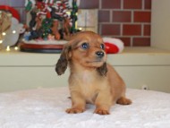 Kaninchen_Dachshund-0178 Kaninchen_Dachshund-0178