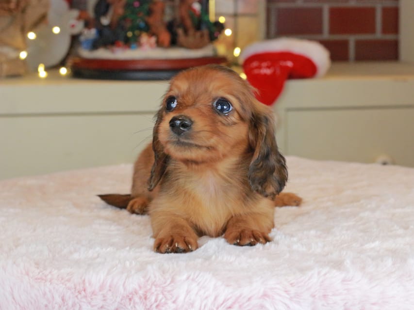 カニンヘンダックスフンド ミスト&竹千代の子犬 シェーデットレッド 女の子(3)Kaninchen_Dachshund-0183 カニンヘンダックスフンド ミスト&竹千代の子犬 シェーデットレッド 女の子(3)