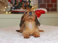 Kaninchen_Dachshund-0185 Kaninchen_Dachshund-0185