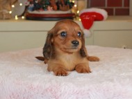 Kaninchen_Dachshund-0192