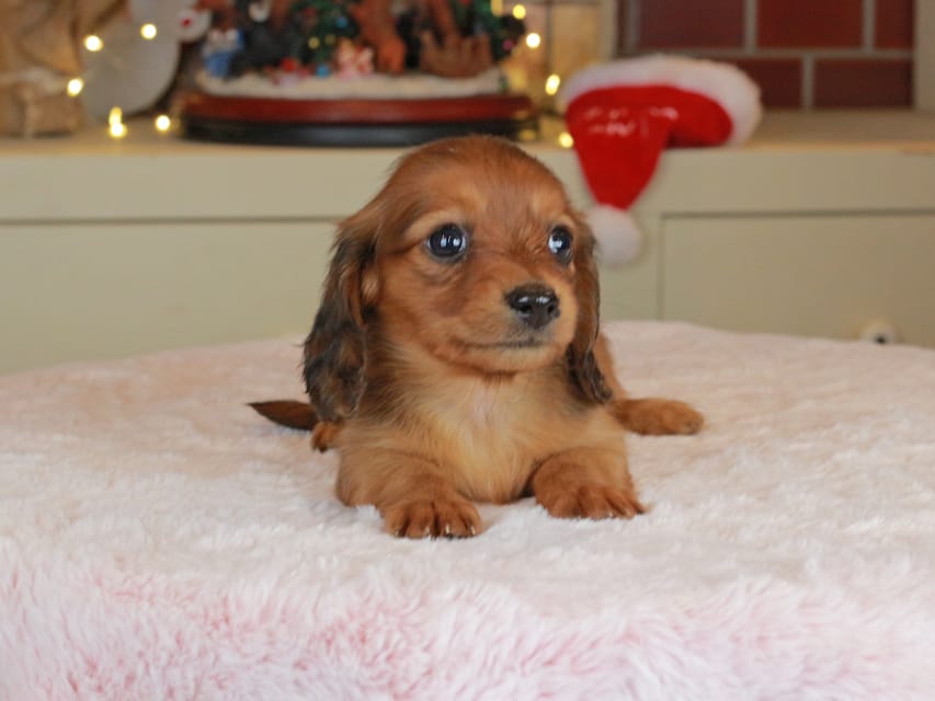 カニンヘンダックスフンド ミスト&竹千代の子犬 シェーデットレッド 女の子(3)Kaninchen_Dachshund-0192 カニンヘンダックスフンド ミスト&竹千代の子犬 シェーデットレッド 女の子(3)