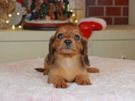 Kaninchen_Dachshund-0196 Kaninchen_Dachshund-0196