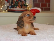 Kaninchen_Dachshund-0198