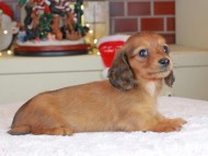 Kaninchen_Dachshund-0203 Kaninchen_Dachshund-0203