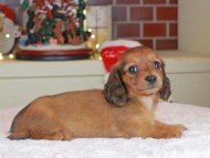 Kaninchen_Dachshund-0206