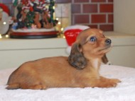 Kaninchen_Dachshund-0212
