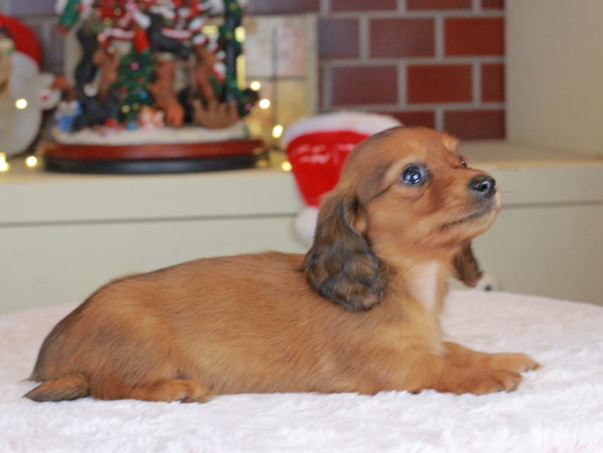 カニンヘンダックスフンド ミスト&竹千代の子犬 シェーデットレッド 女の子(3)Kaninchen_Dachshund-0212 カニンヘンダックスフンド ミスト&竹千代の子犬 シェーデットレッド 女の子(3)