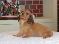 Kaninchen_Dachshund-0219