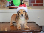 Kaninchen_Dachshund-0228 Kaninchen_Dachshund-0228