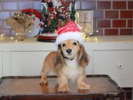 Kaninchen_Dachshund-0229 Kaninchen_Dachshund-0229