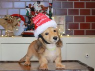 Kaninchen_Dachshund-0230 Kaninchen_Dachshund-0230