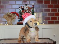 Kaninchen_Dachshund-0233 Kaninchen_Dachshund-0233