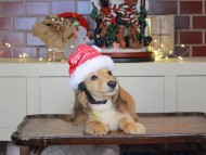 Kaninchen_Dachshund-0238 Kaninchen_Dachshund-0238