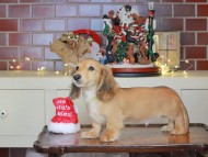 Kaninchen_Dachshund-0249 Kaninchen_Dachshund-0249