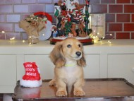 Kaninchen_Dachshund-0259 Kaninchen_Dachshund-0259