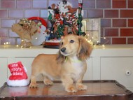 Kaninchen_Dachshund-0267 Kaninchen_Dachshund-0267