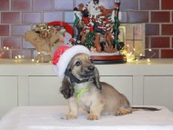 Kaninchen_Dachshund-0276