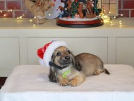 Kaninchen_Dachshund-0286