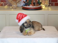 Kaninchen_Dachshund-0287 Kaninchen_Dachshund-0287