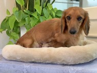 Kaninchen_Dachshund-030 Kaninchen_Dachshund-030