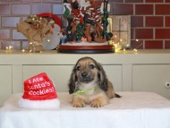 Kaninchen_Dachshund-0303 Kaninchen_Dachshund-0303