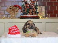 Kaninchen_Dachshund-0306