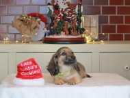 Kaninchen_Dachshund-0307 Kaninchen_Dachshund-0307