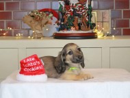 Kaninchen_Dachshund-0311