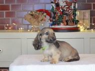Kaninchen_Dachshund-0319